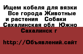 Ищем кобеля для вязки - Все города Животные и растения » Собаки   . Сахалинская обл.,Южно-Сахалинск г.